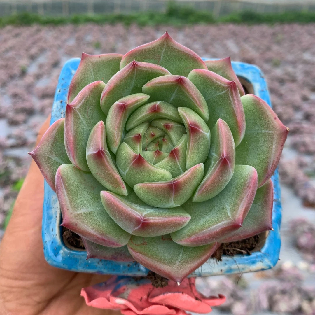 单头白龙【零度必拍保温棉/箱】以直播间为准