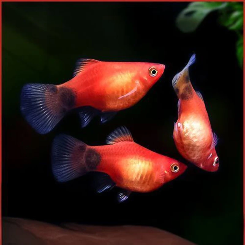 米奇鱼胎生鱼热带观赏鱼小型鱼好养淡水鱼福利红米奇