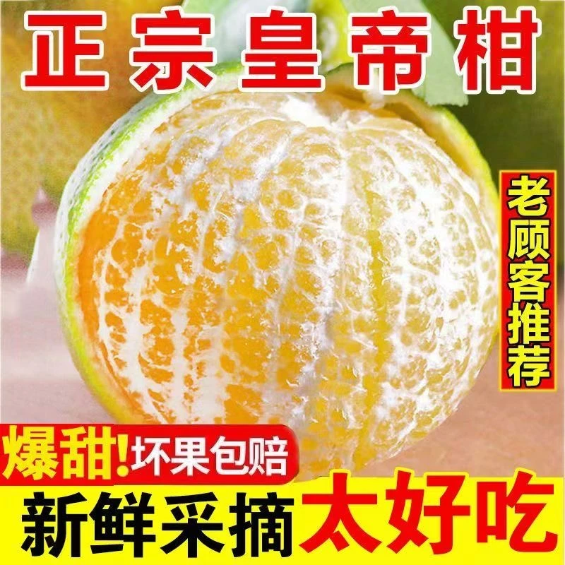 当季皇帝柑新鲜水果整箱3-9斤纯甜橘子贡柑桔子丑蜜橘现摘砂糖