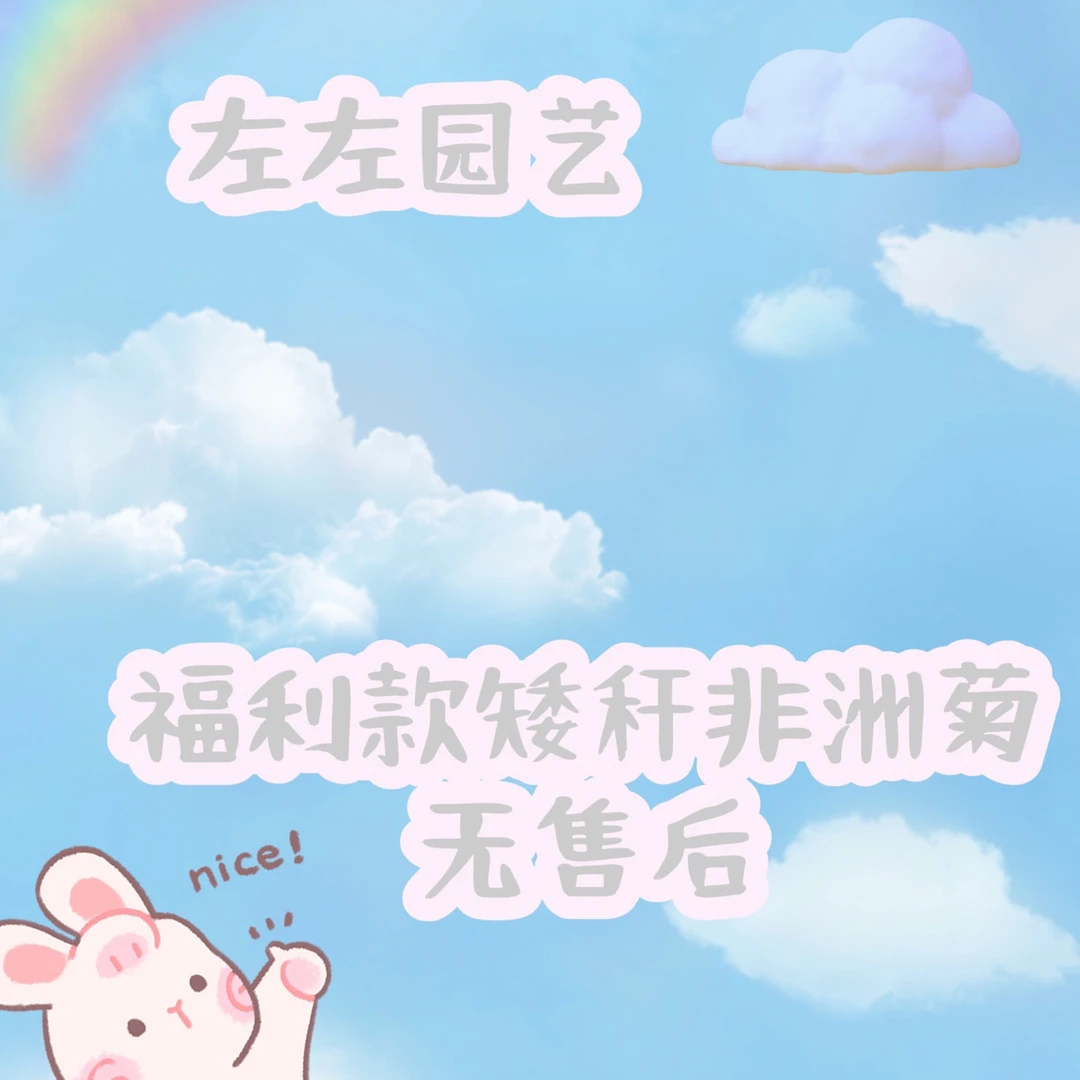 【左左】矮秆非洲菊随机颜色链接无售后