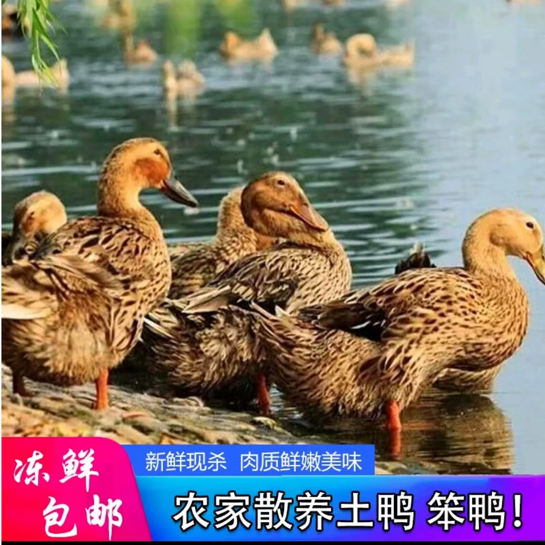 中秋【买2只多送2只】农家散养土鸭无内脏去爪翅4只宰杀带箱9-10斤