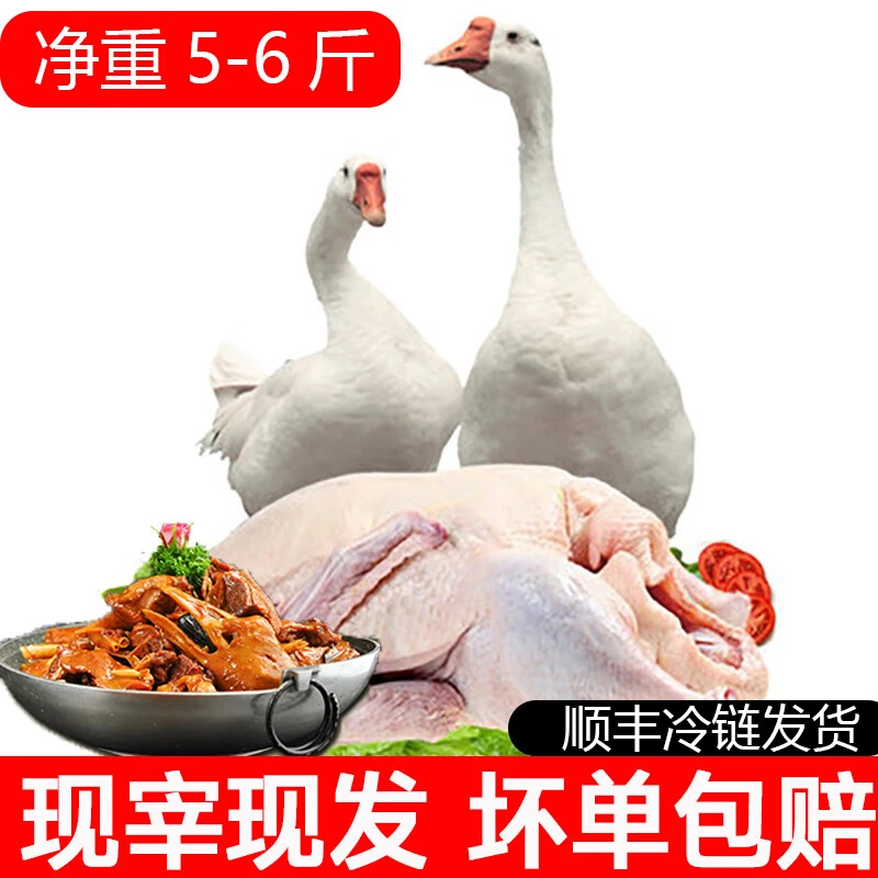 【买一送一】【买鹅送鸭子一只】大鹅毛重8-9斤【净重5-6斤】鹅带掌翅