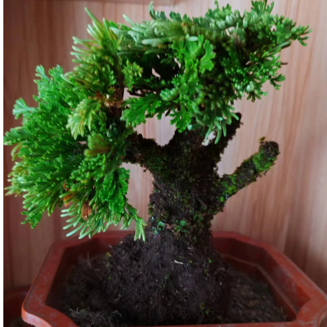 卷柏又名九死还魂草