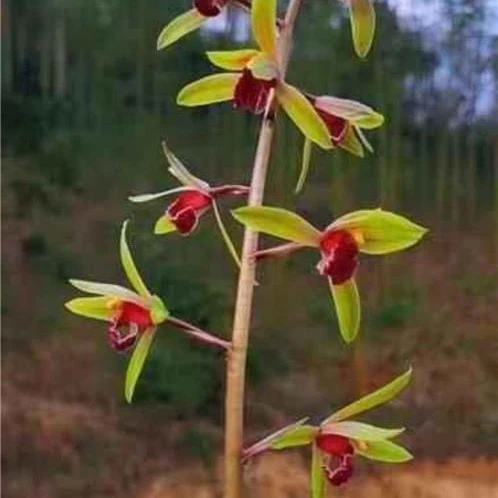 包邮带花苞兰花苗 春兰惠兰艺草 国兰九头兰春剑花卉绿植小盆栽了