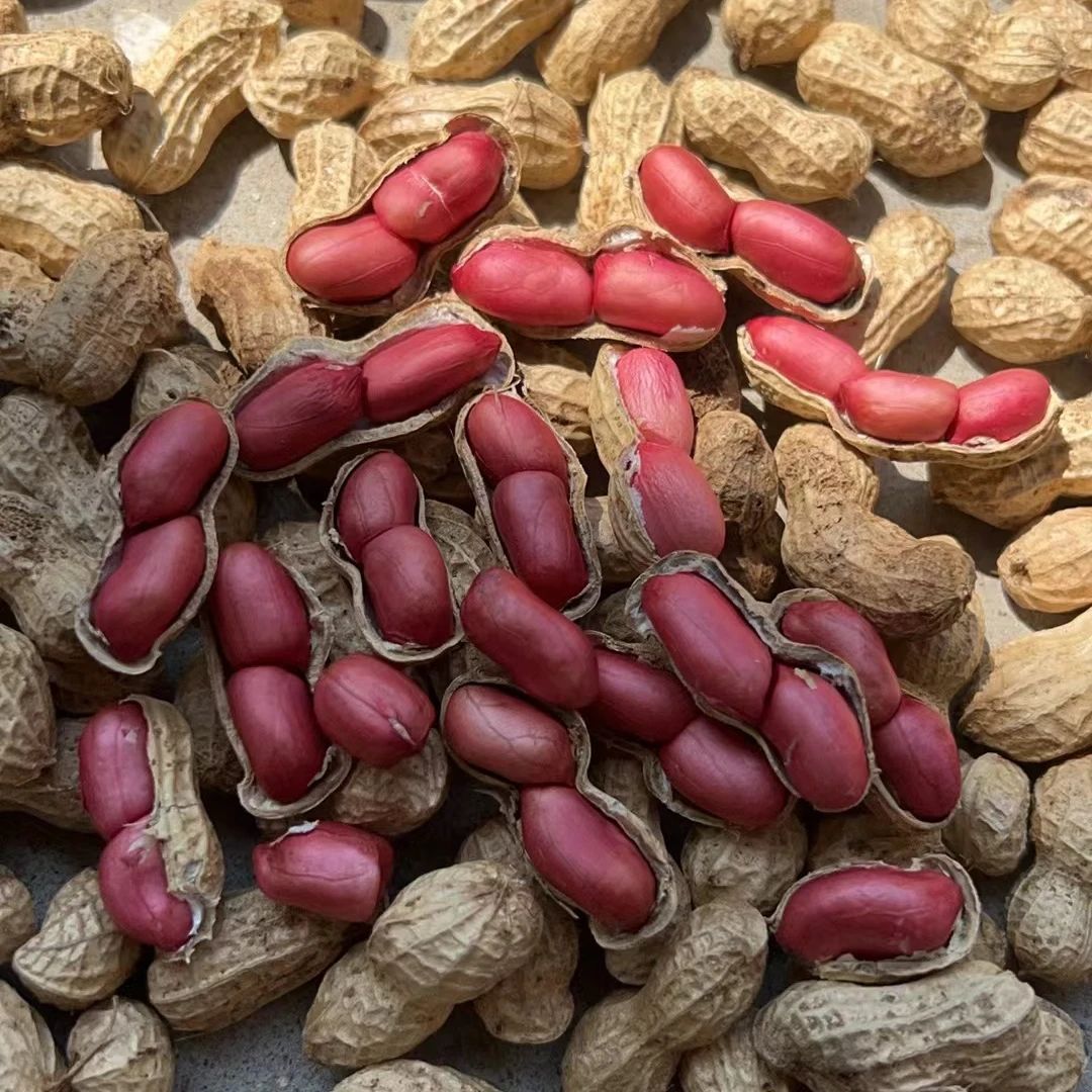 羊妹现收农村高山花生