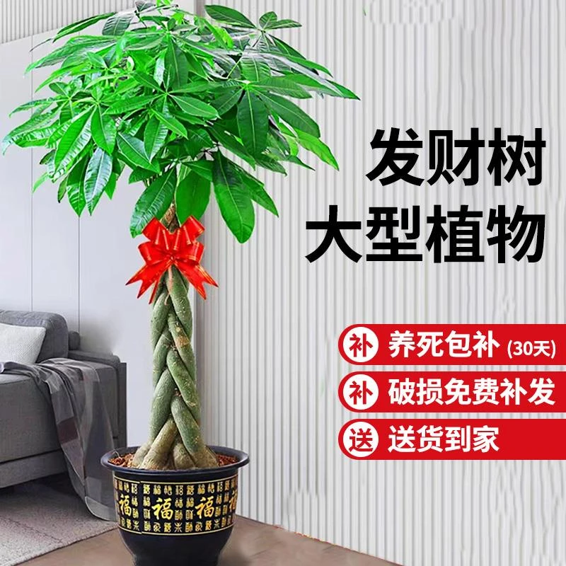 发财树盆栽室内大型招财树大棵绿植物客厅办公室乔迁开业花卉盆景