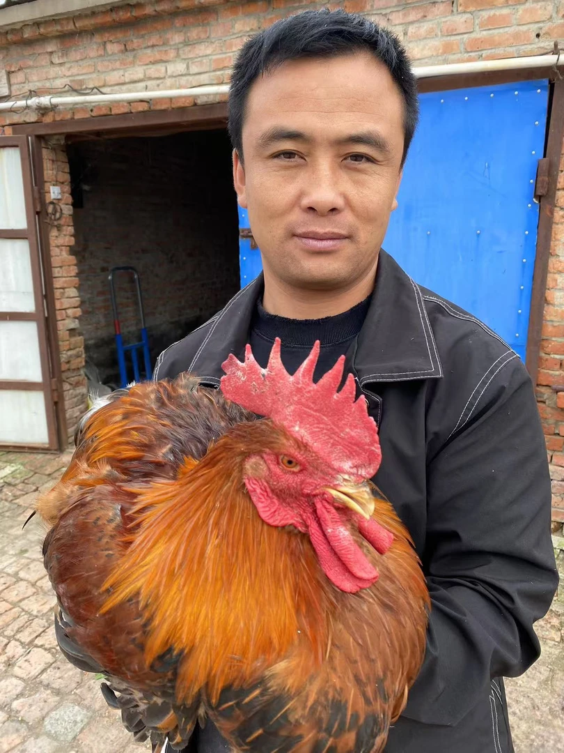 东北农村散养粮食鸡八个半月大公鸡一只单只杀后净重