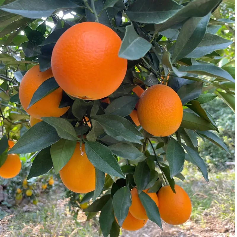 嫁接【纽荷尔脐橙】原土原杯高成活橙子树苗庭院阳台种植批发零售