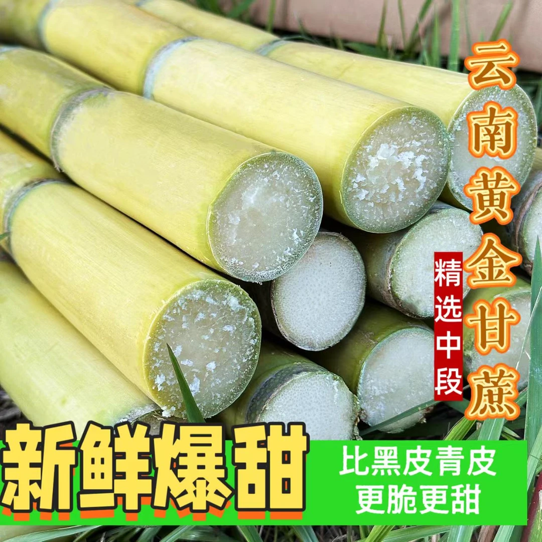 云南黄金脆皮甘蔗黄皮新鲜水果现砍现发清甜多汁孕妇当季黄皮甘蔗