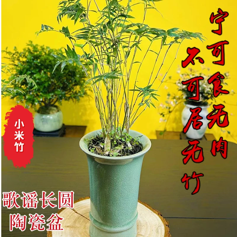 【歌谣冰裂长圆陶瓷盆】翡翠小米竹植物盆栽苗凤尾竹观音竹平安竹