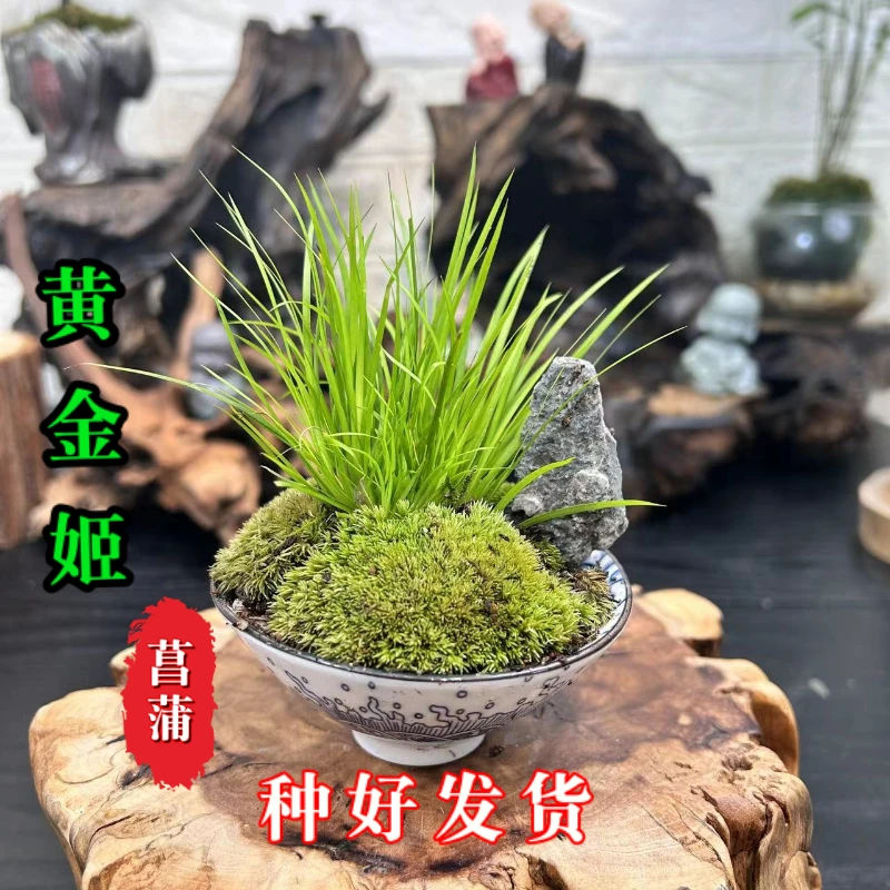 【种好发货】菖蒲盆景黄金姬盆栽室内桌面高档绿植文人雅士