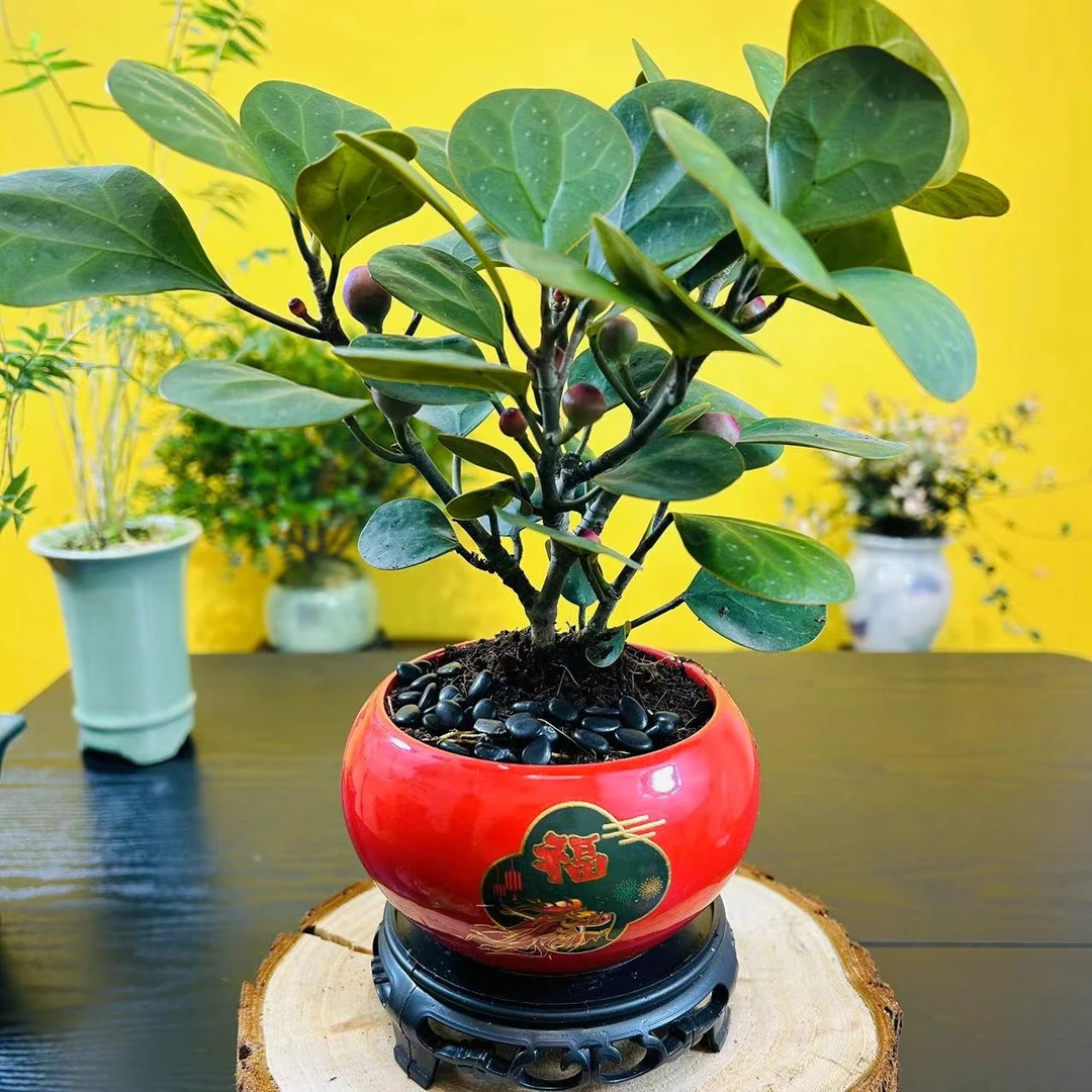 【一物一拍】小盼菩提盆栽