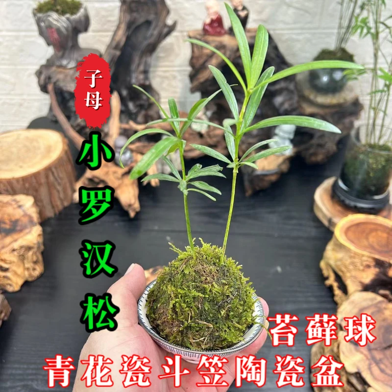 【掌中宝】迷你罗汉松微型桌面小宠盆栽茶桌四季常青水培苔藓球绿植