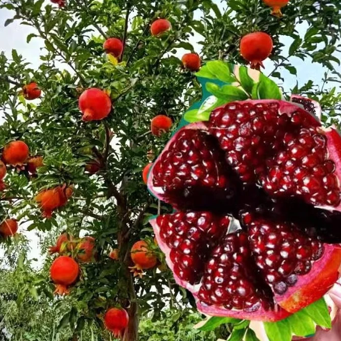 会理突尼斯软籽石榴树苗庭院阳台南北方盆栽地栽特大石榴果树