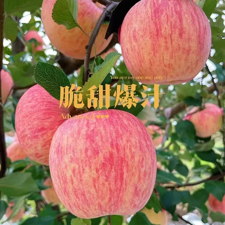 红富士苹果树果苗糖心苹果树大树盆栽地栽当年结果南北方种植