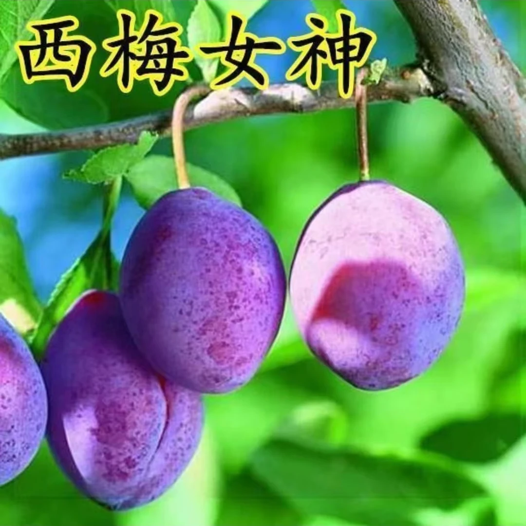 （西梅女神李子苗）庭院植物盆栽地栽阳台庭院四季种植嫁接果树苗
