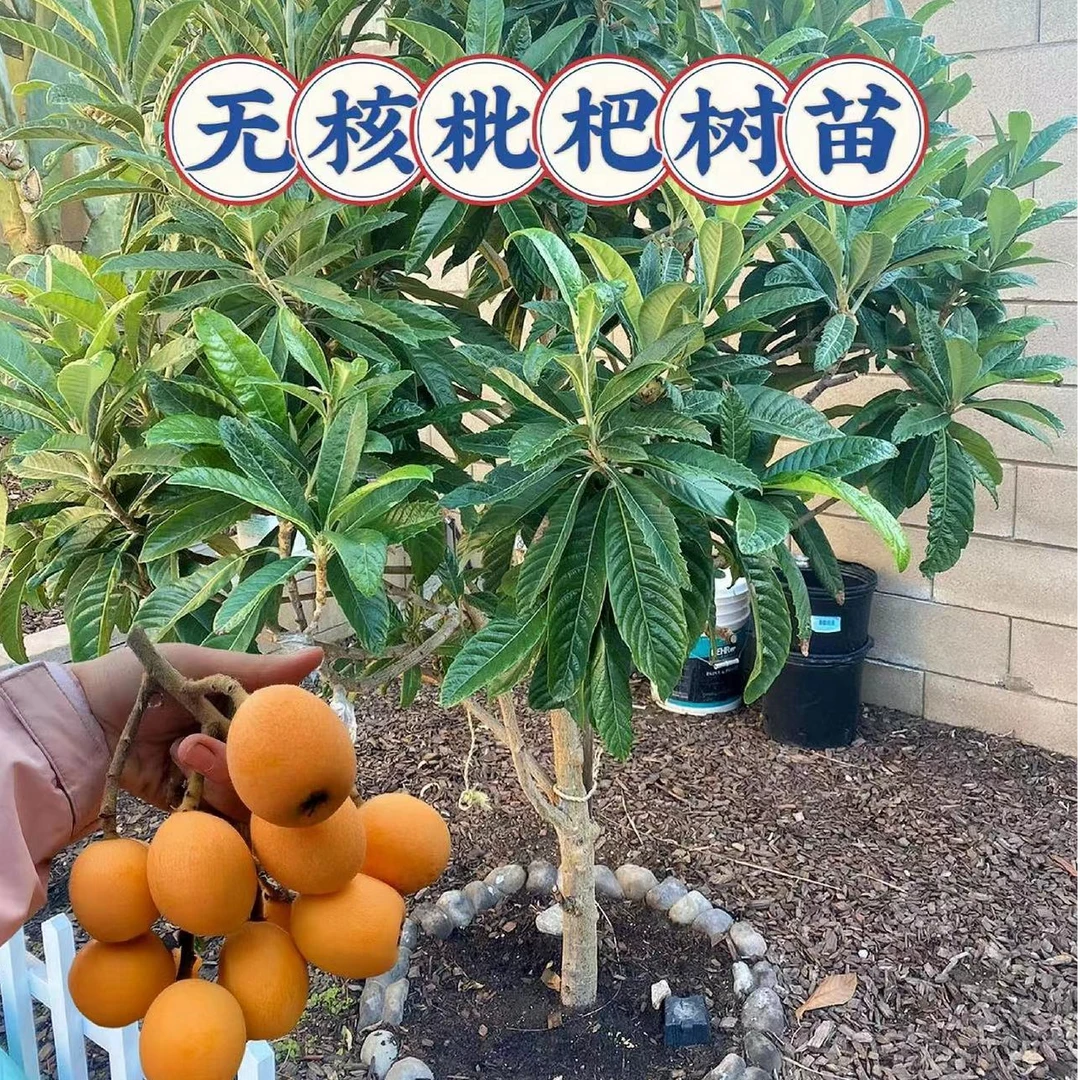 无核枇杷苗树特大砂糖大五星果树苗嫁接枇杷苗当年结果南北方种植