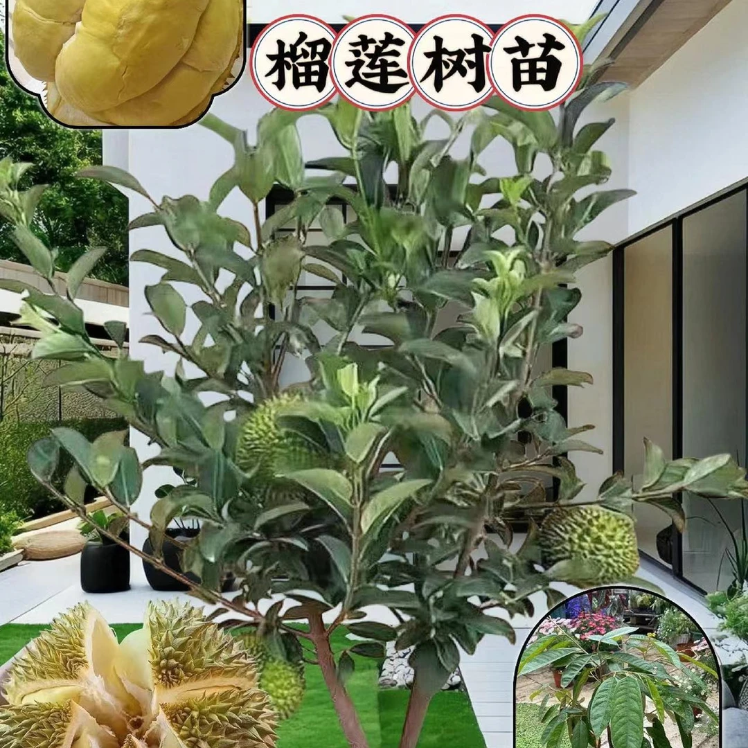 盆栽榴莲树苗盆栽果树苗南北种植金枕头猫山王庭院阳台四季种植
