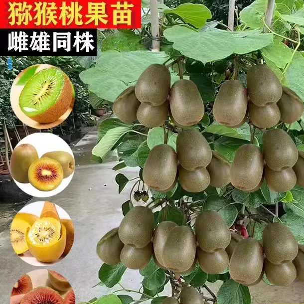 猕猴桃树果苗红心软枣猕猴桃苗徐香嫁接南北方种植庭院水果树果苗