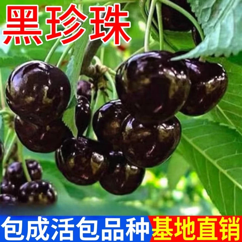 黑珍珠车厘子树苗嫁接果苖南北方庭院矮化盆栽种植耐寒大樱桃树苗