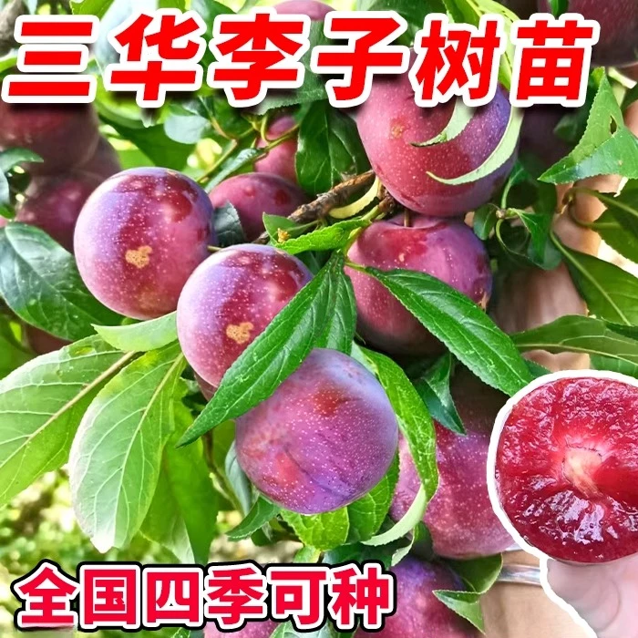 三华李子树苗红心新品种特大嫁接蜂糖李北南方种植水果树果苗