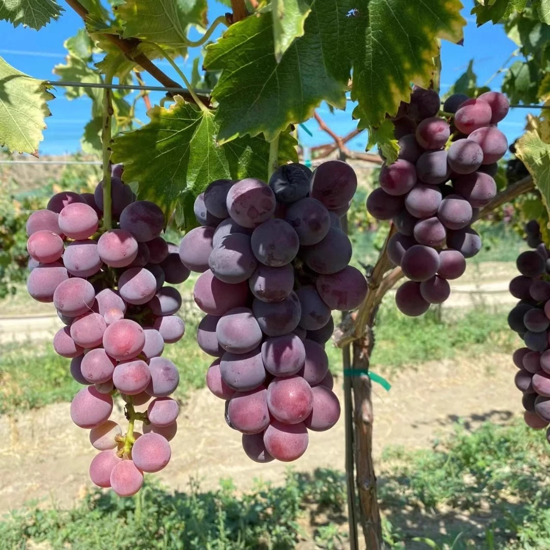 夏黑葡萄树大苗花盆栽果树果苗葡萄苗果树种植苗北方耐寒南方种植