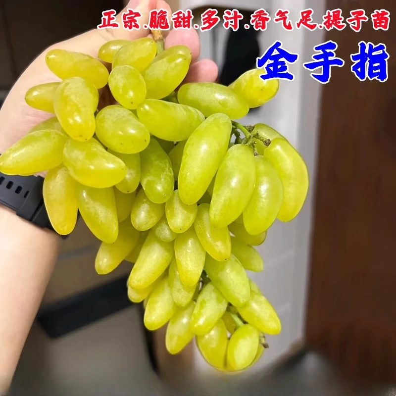 嫁接金手指葡萄树苗盆栽庭院青提美人指葡萄苗南北方种植提子树苖
