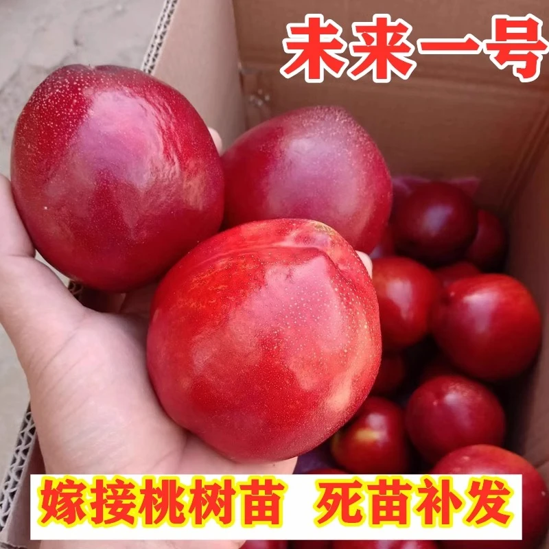 未来一号桃树苗嫁接特早熟油桃树苗南方北方种植盆栽地栽当年结果