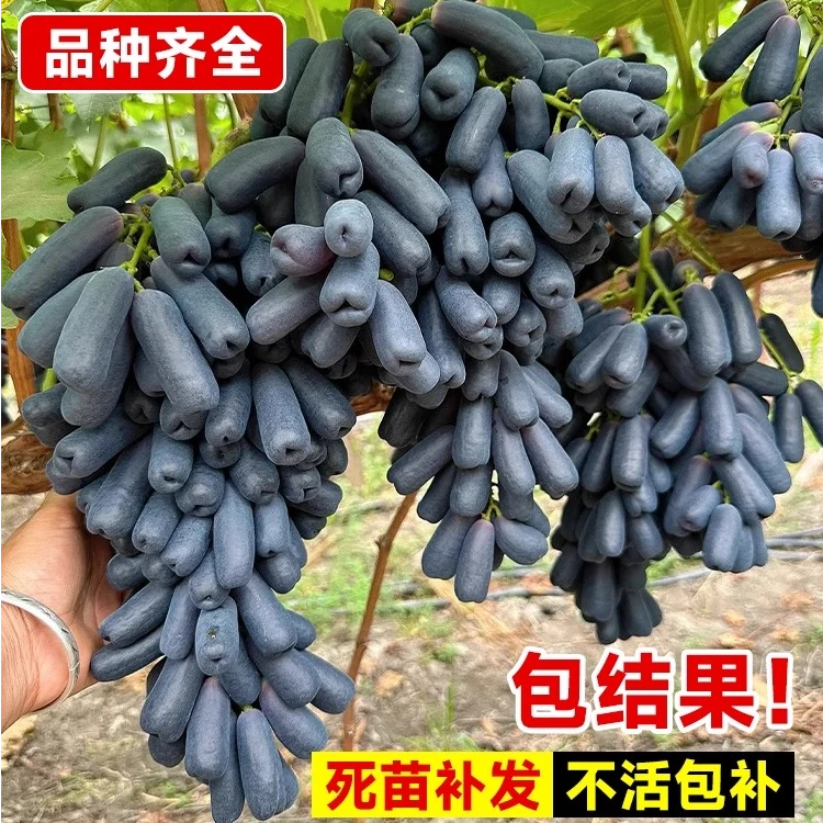 蓝宝石葡萄树苖地栽盆栽葡萄树苗盆栽庭院爬藤果树果苗南北方种植