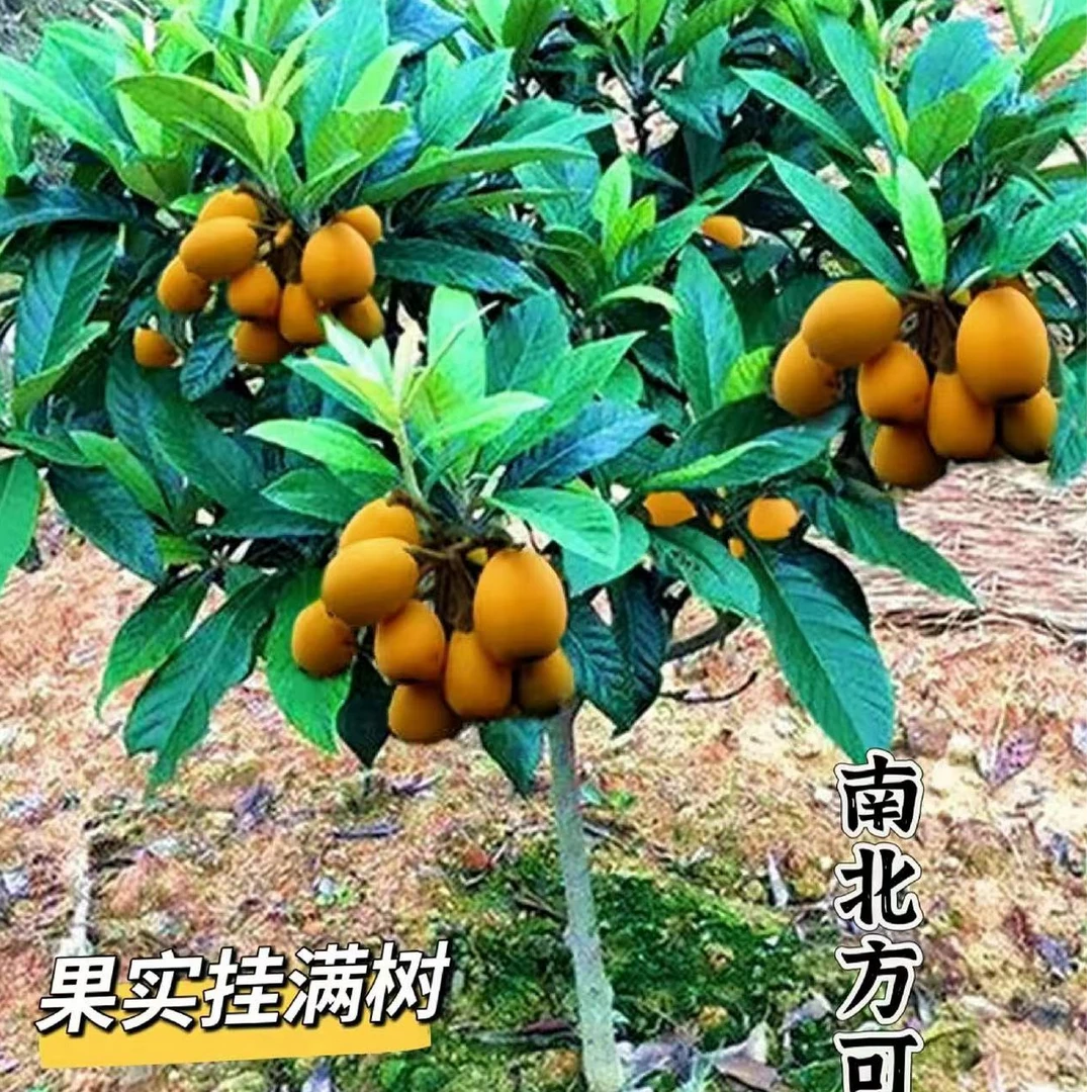 盆栽枇杷果苗嫁接枇杷苗无核枇杷树苗地栽盆栽特大南北方种植