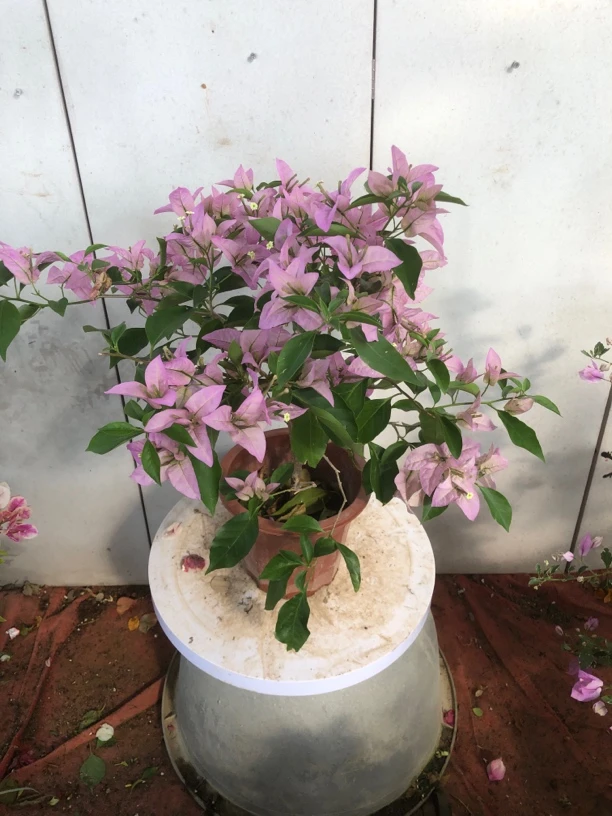 三角梅四季开花，介意掉花落叶慎拍
