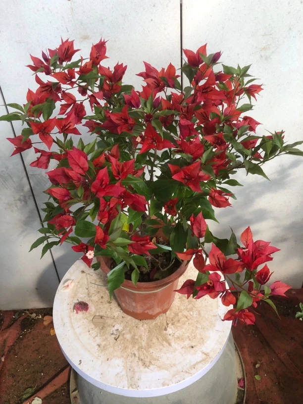 无品牌三角梅四季开花，介意掉花绿叶慎拍