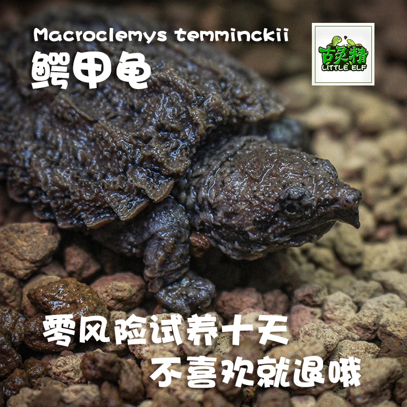 【进口大鳄】宠物观赏龟深水草龟