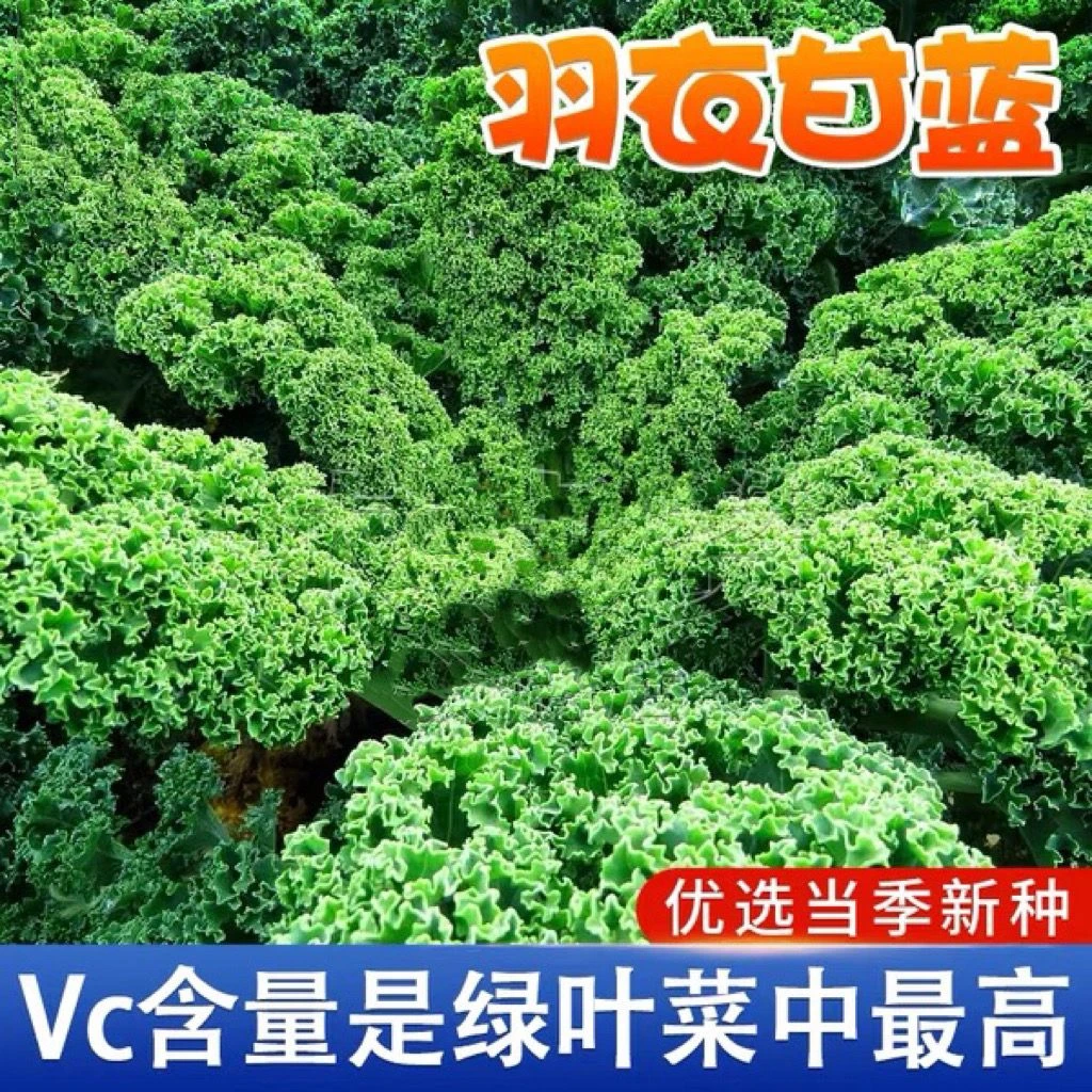蔬菜种子四季播盆栽阳台庭院香菜青白菜萝卜生菜小葱菠菜籽孑大全