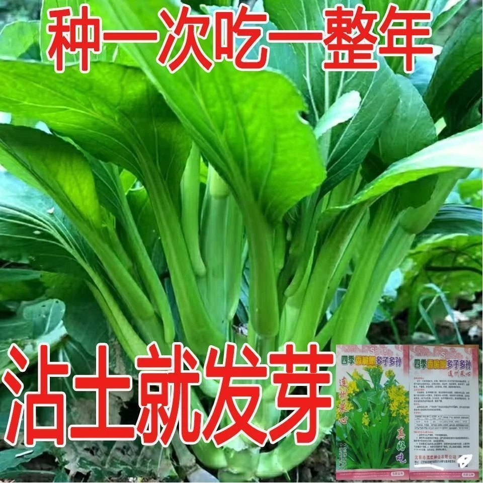 多枝多芽菜心多子多福种子广东菜芯菜苔籽春夏秋蔬菜种子籽种植