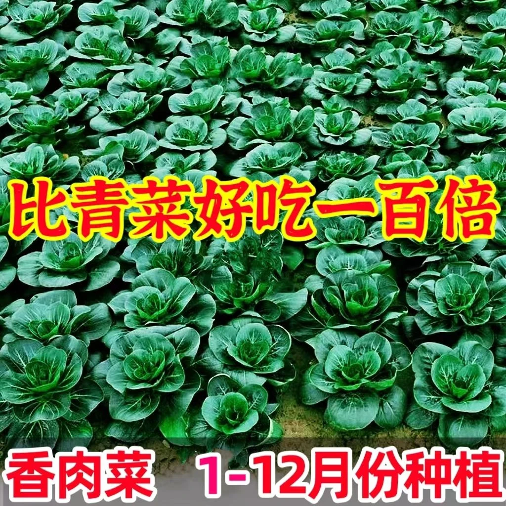 新品香肉菜种子北京肉肉菜籽香糯好吃速生耐寒耐热秋冬农家青菜籽