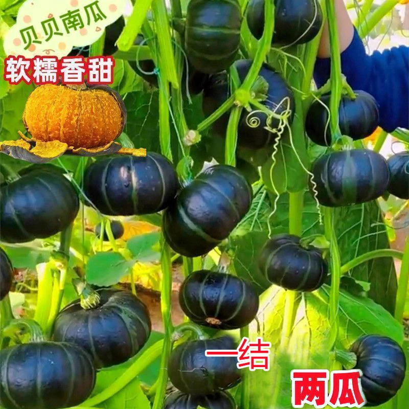 贝贝南瓜种子贝贝板栗南瓜味迷你小南瓜软糯香甜高产农家蔬菜种子