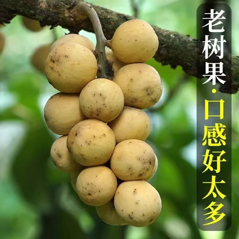 【顺丰包邮】泰国新鲜龙宫果椰色果龙贡爱情果口感酸酸甜甜1.5斤起
