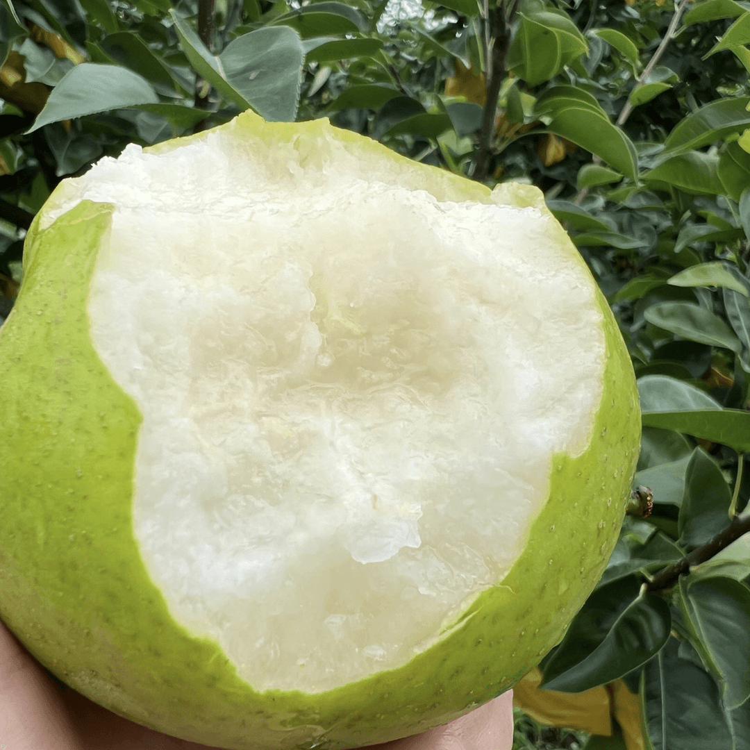 【阿蔡甄选】千脆蜜梨新鲜清脆皮薄汁水多汁香甜好吃4.8斤顺丰包邮