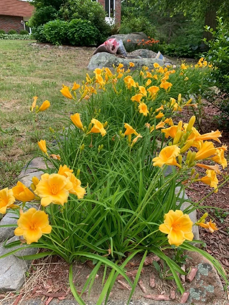 室外庭院绿化植物四季易活萱草花苗多年生宿根耐寒花卉地被矮生花