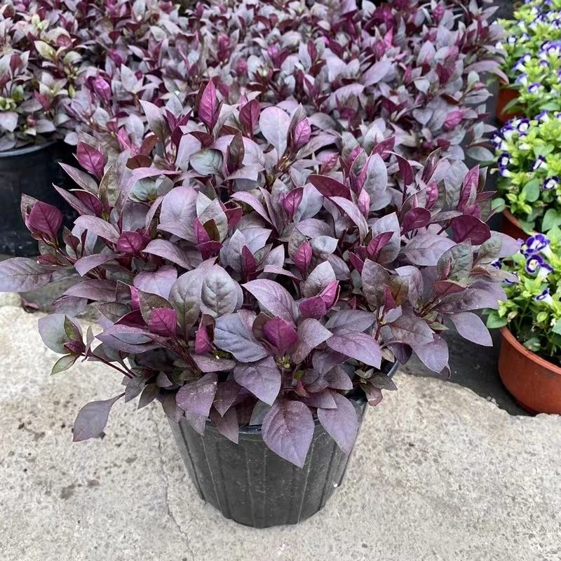 花镜植物紫叶莲子草盆栽阳台庭院绿植多年生宿根花卉耐热耐寒好养