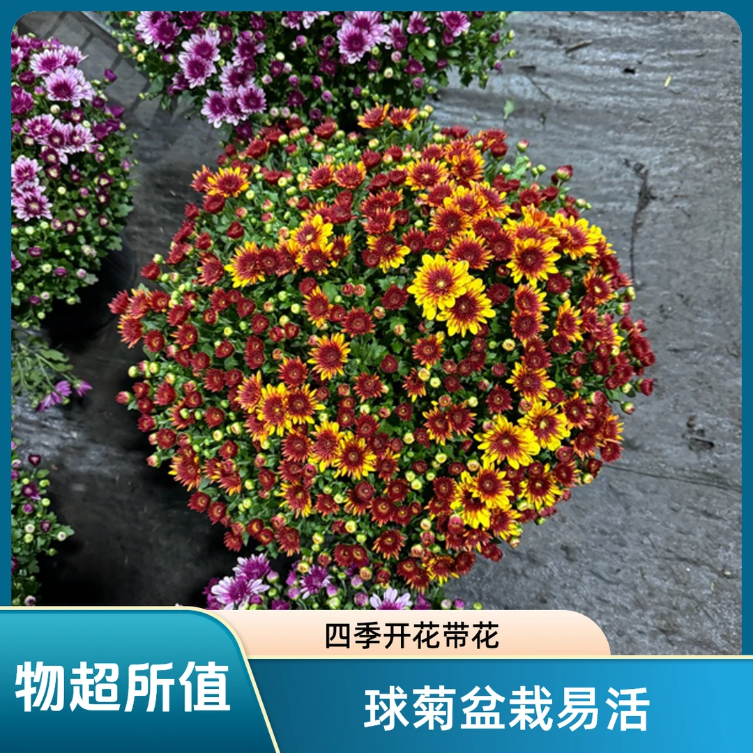 球菊盆栽带花发多年生花卉千头菊四季开阳台顶楼植物花园菊容易养