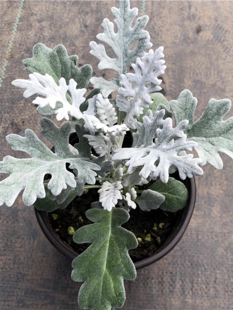 银叶菊盆栽花卉观叶植物银白色耐寒耐热花坛花境搭配造景花镜包邮