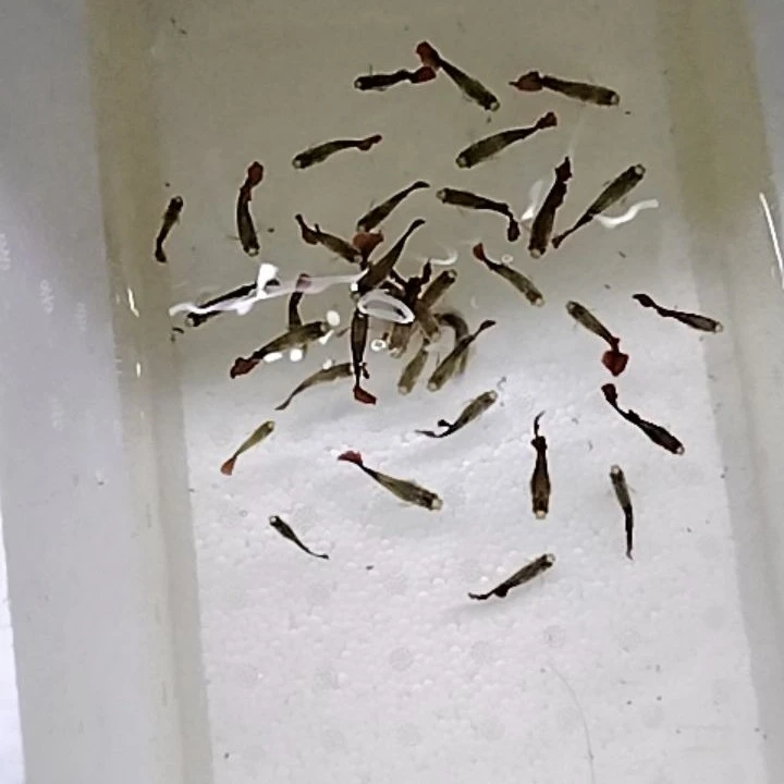 象耳大耳朵精品孔雀鱼