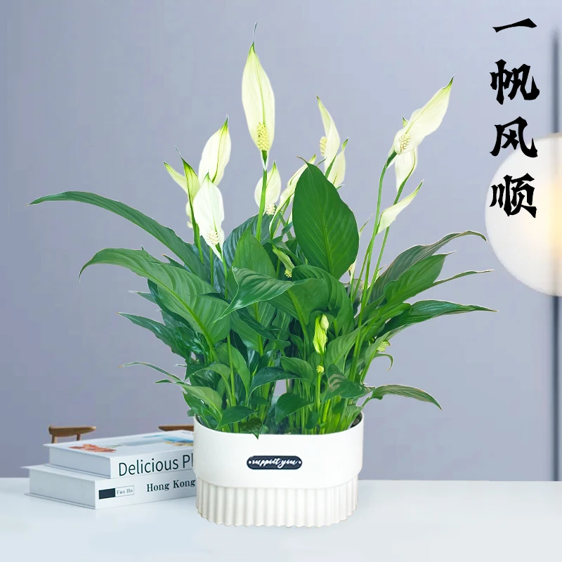 【一帆风顺】年宵花卉绿植盆栽土培白掌室内好养净化空气美化造型