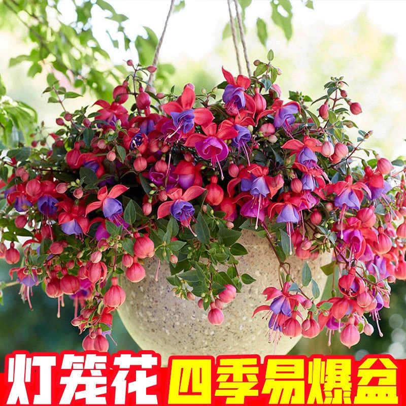 灯笼花种子倒挂金钟花籽四季播种阳台盆栽庭园艺种子