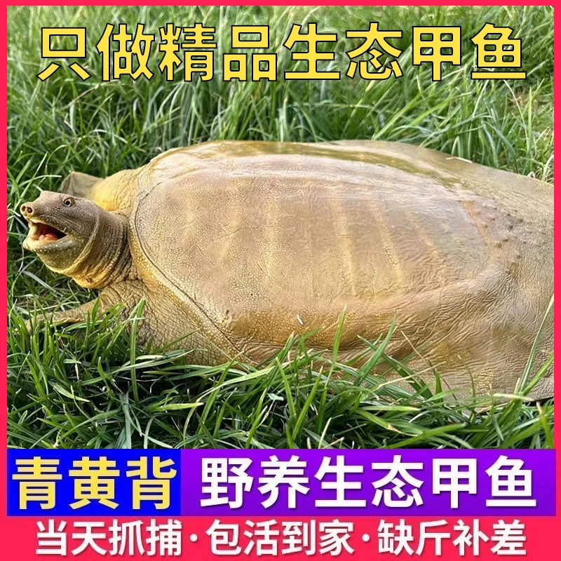 浙江嘉兴品质青黄背外塘散养鲜活水鱼生态老鳖纯天然