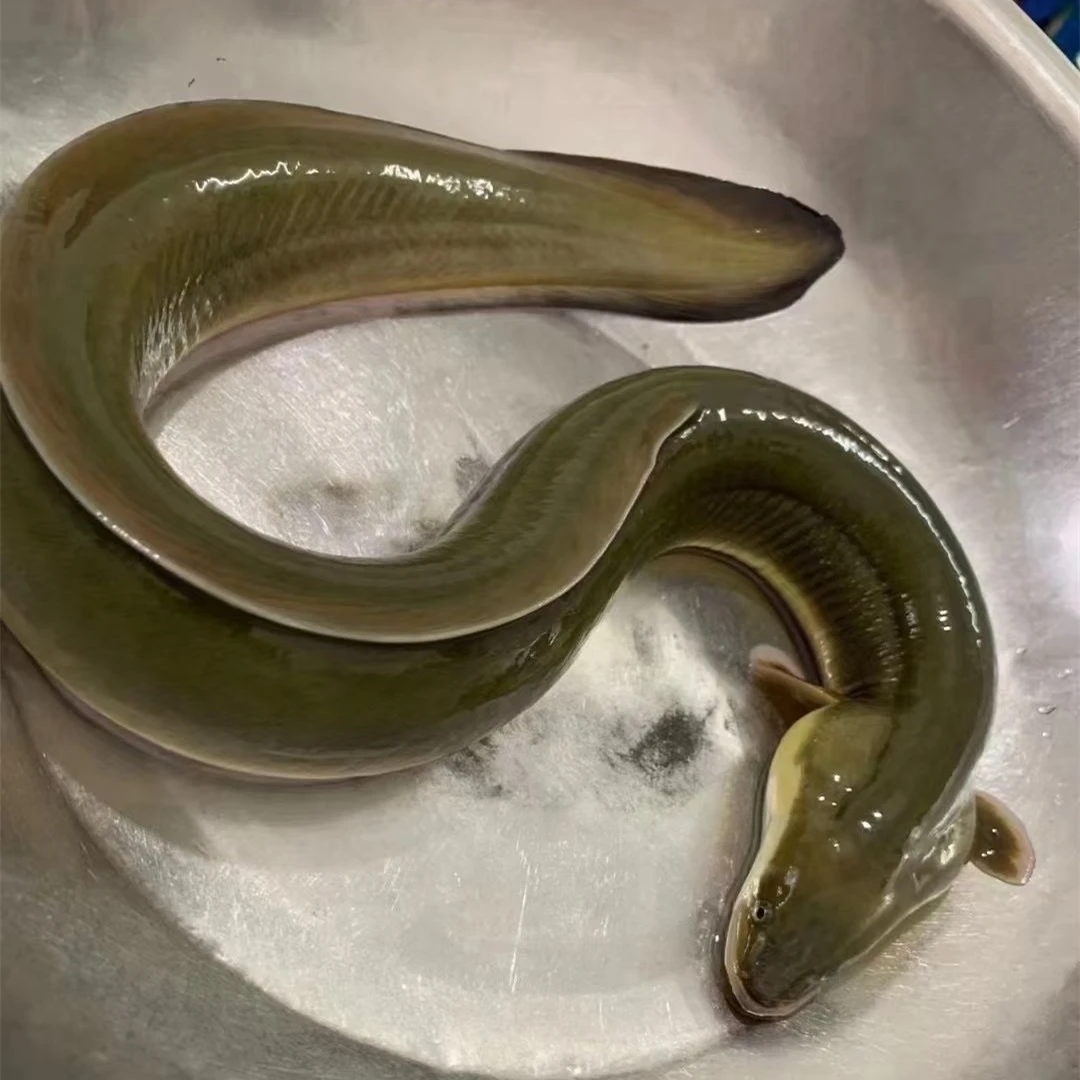 淡水鳗鱼苗  白鳝苗 青鳗 河鳗 鳗鲡  活体宠物 咸淡水可以养殖