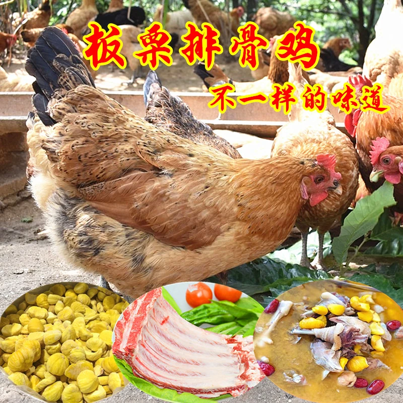 1罗田板栗排骨鸡两年老母鸡散养土鸡速冻配板栗土猪排骨（3-4人份）