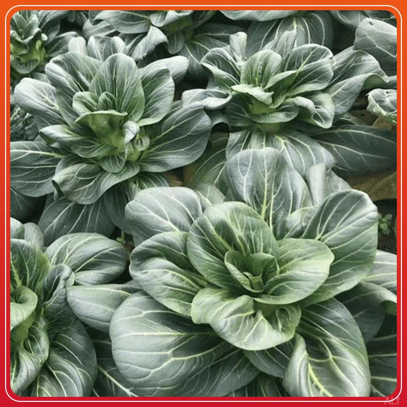 矮脚叶黑黑上海油亮青原装青菜种子大叶青菜苏州上海大头